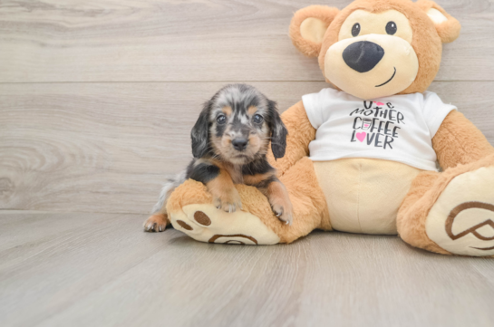 Cute Dachshund Baby
