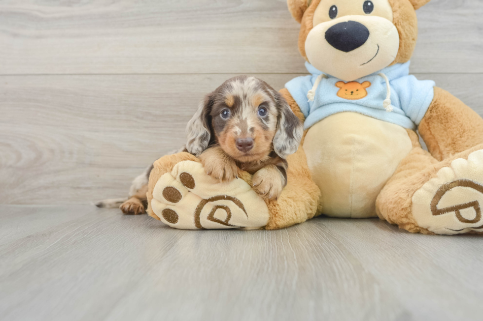 Cute Dachshund Baby