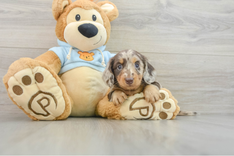 Cute Doxie Purebred Puppy