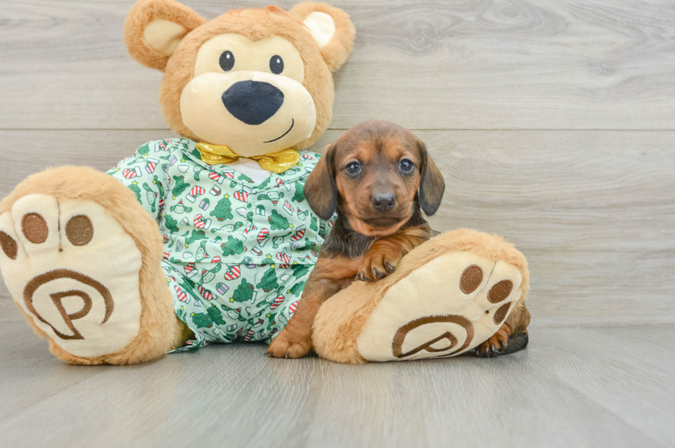 5 week old Dachshund Puppy For Sale - Premier Pups