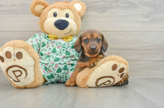 Best Dachshund Baby