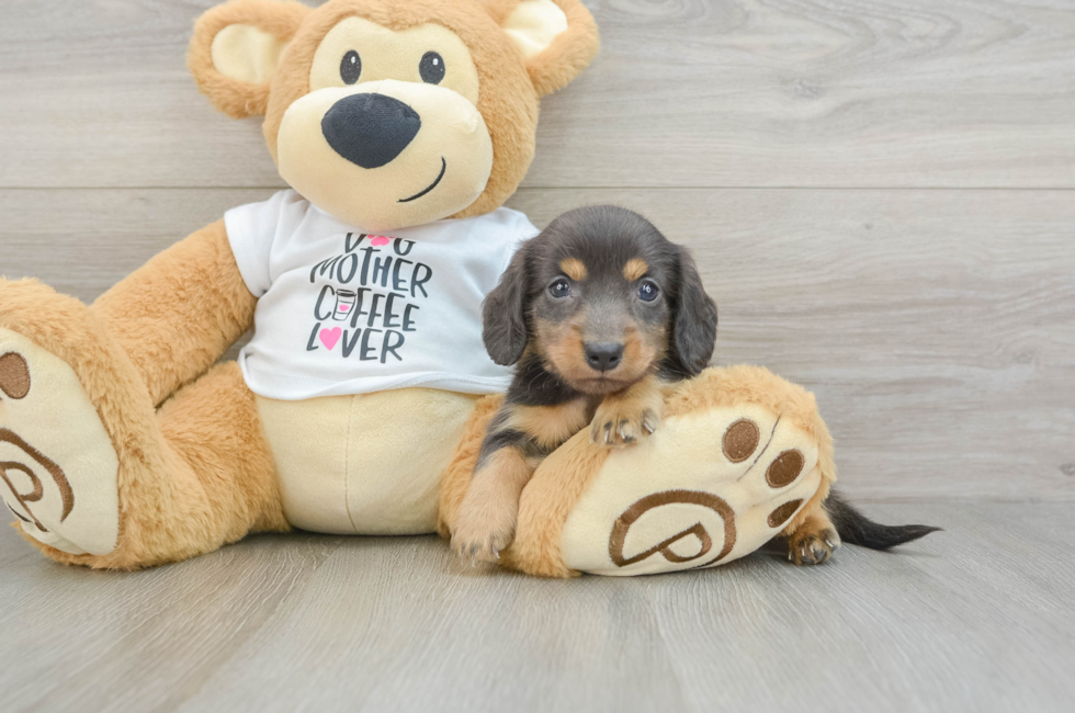 6 week old Dachshund Puppy For Sale - Premier Pups