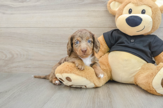 Cute Dachshund Purebred Pup