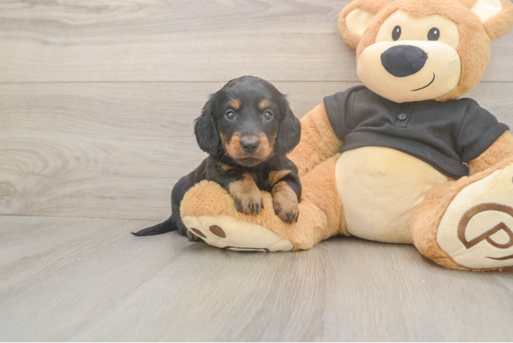 Best Dachshund Baby