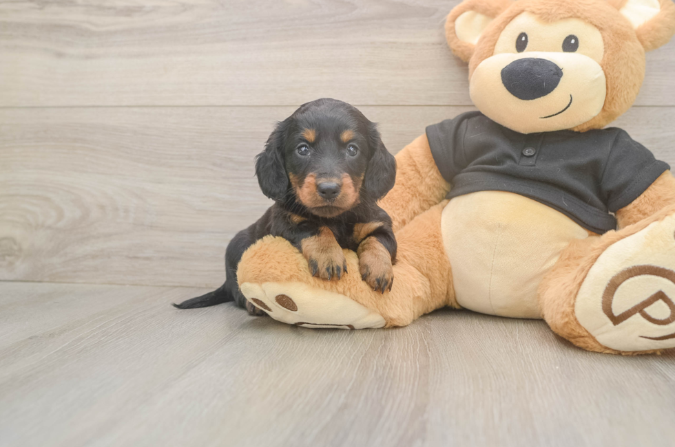 5 week old Dachshund Puppy For Sale - Premier Pups