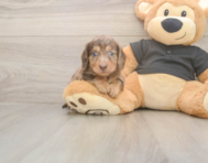 7 week old Dachshund Puppy For Sale - Premier Pups