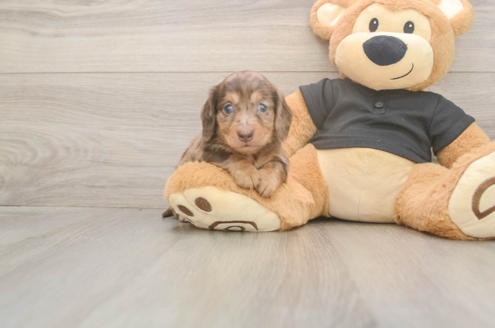 5 week old Dachshund Puppy For Sale - Premier Pups