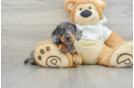 Best Dachshund Baby