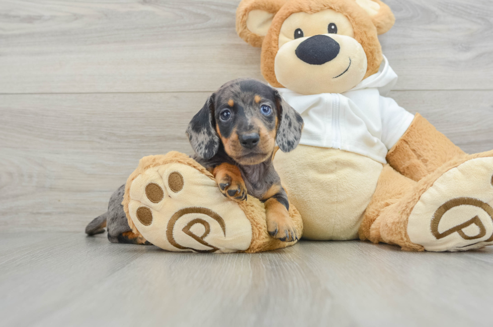 6 week old Dachshund Puppy For Sale - Premier Pups