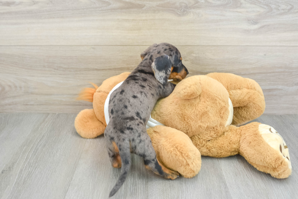 Cute Dachshund Baby