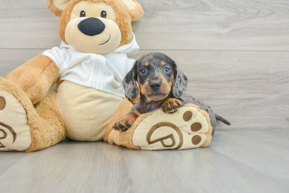 Best Dachshund Baby