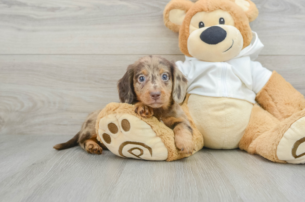 6 week old Dachshund Puppy For Sale - Premier Pups