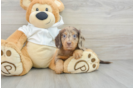 Dachshund Pup Being Cute