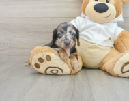 8 week old Dachshund Puppy For Sale - Premier Pups