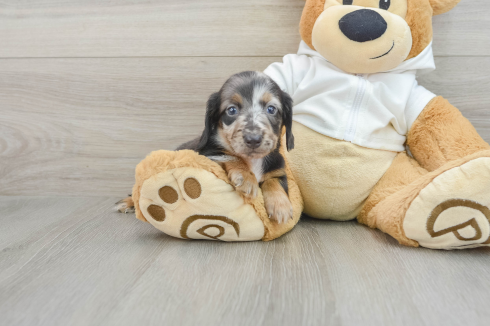 Cute Dachshund Baby