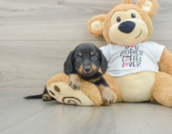 7 week old Dachshund Puppy For Sale - Premier Pups