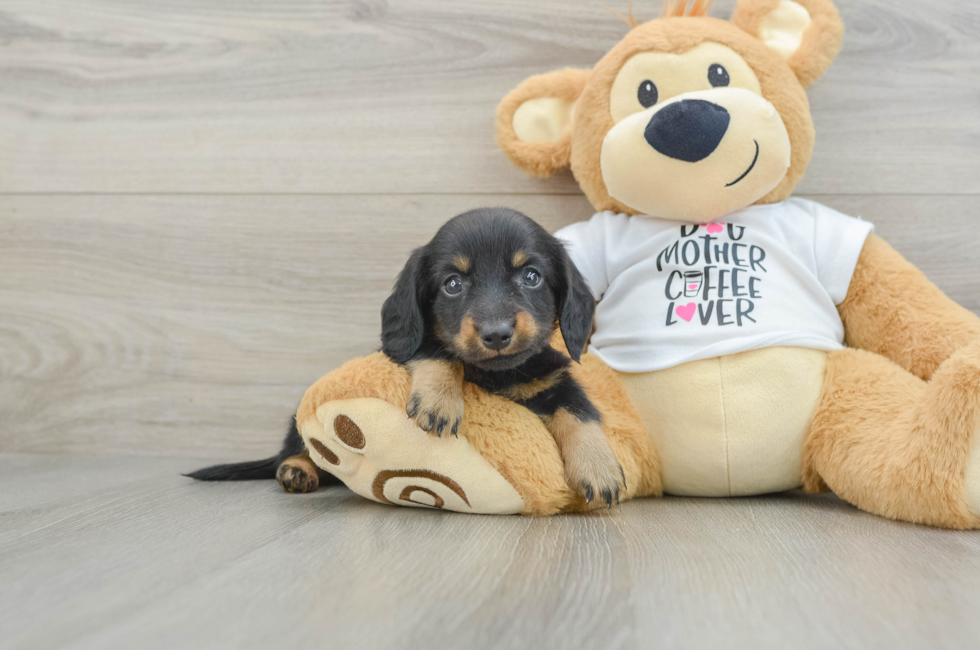 6 week old Dachshund Puppy For Sale - Premier Pups