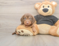 6 week old Dachshund Puppy For Sale - Premier Pups