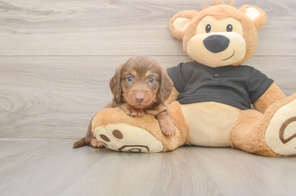 5 week old Dachshund Puppy For Sale - Premier Pups