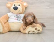 5 week old Dachshund Puppy For Sale - Premier Pups