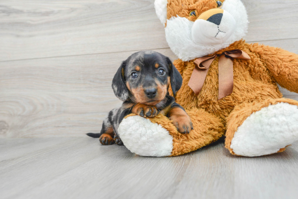 Dachshund Pup Being Cute