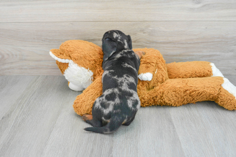 Cute Dachshund Purebred Puppy