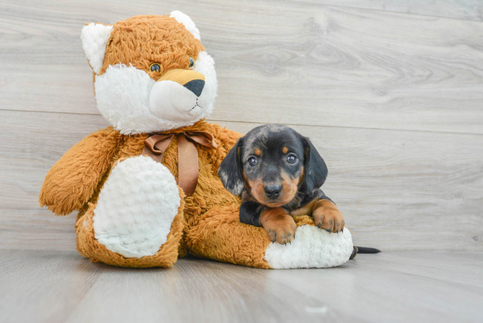 Dachshund Puppy for Adoption