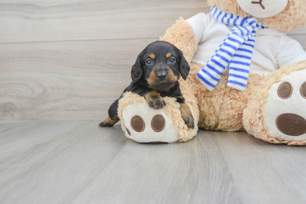 Dachshund Puppy for Adoption