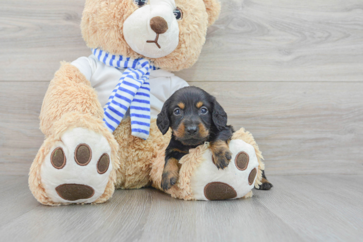 Dachshund Puppy for Adoption