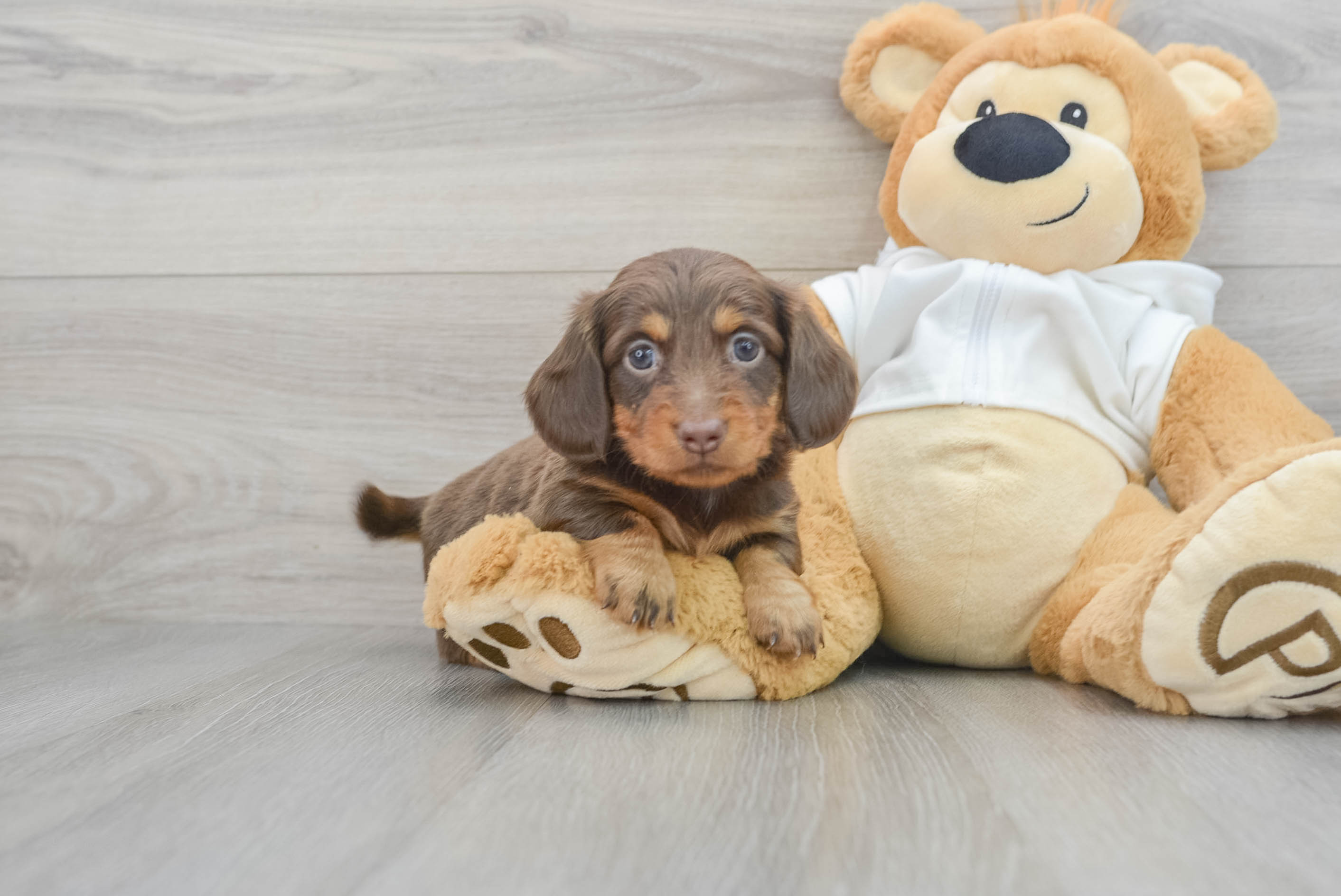 Dachshund Steiff Bazi of | Dachshunds About All Best The