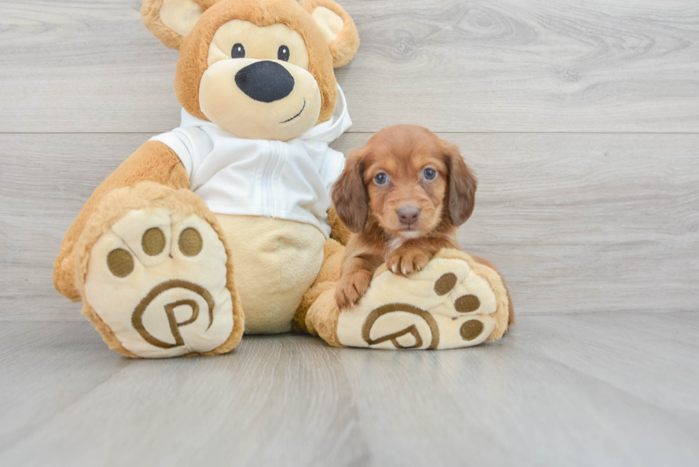 Dachshund Pup Being Cute