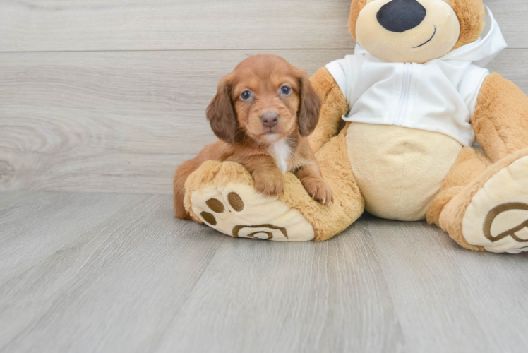 Cute Dachshund Purebred Puppy