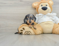 7 week old Dachshund Puppy For Sale - Premier Pups