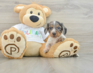 5 week old Dachshund Puppy For Sale - Premier Pups