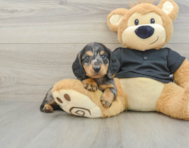 8 week old Dachshund Puppy For Sale - Premier Pups