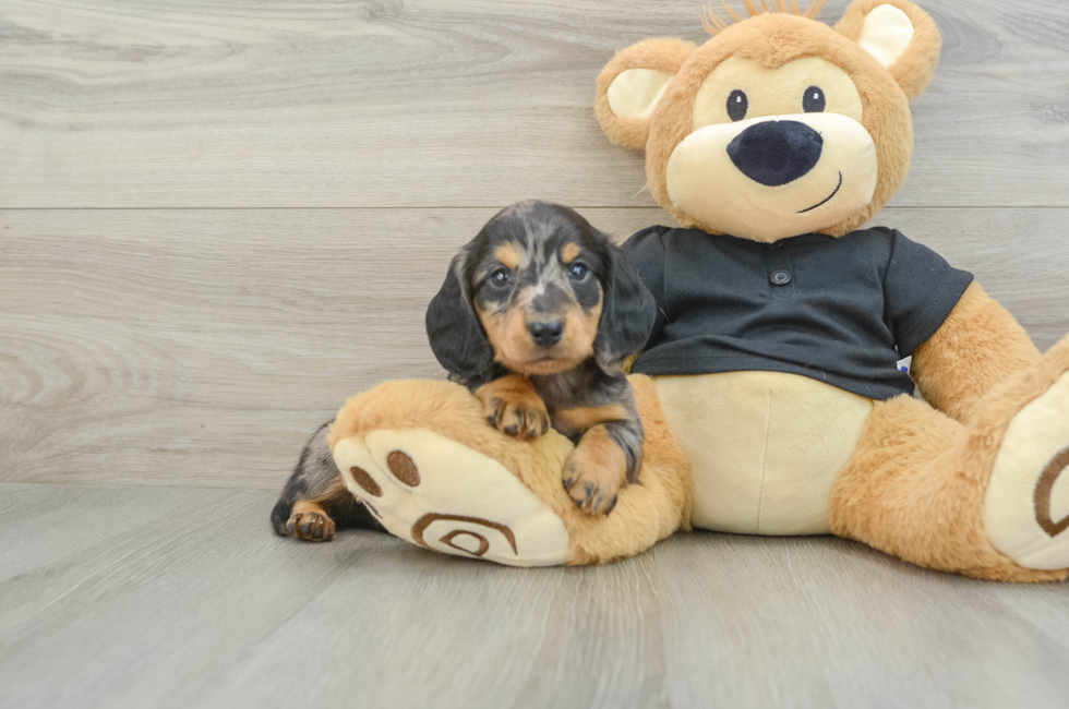 5 week old Dachshund Puppy For Sale - Premier Pups