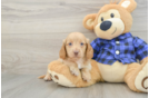 Cute Doxie Purebred Puppy