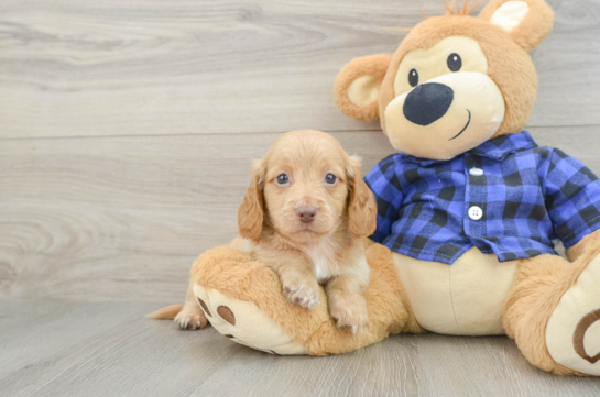 Cute Doxie Purebred Puppy