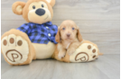 Cute Doxie Purebred Puppy