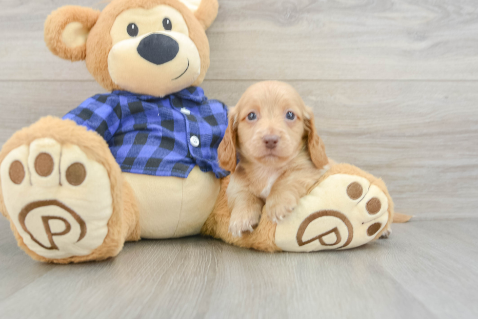 Cute Doxie Purebred Puppy