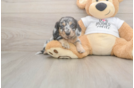 Cute Dachshund Purebred Pup