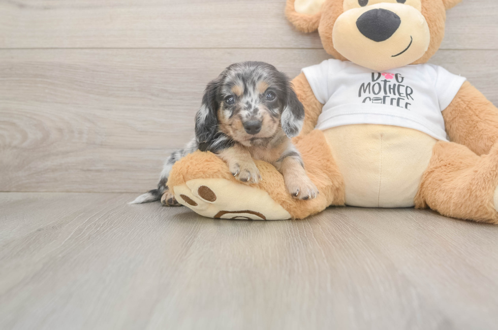 6 week old Dachshund Puppy For Sale - Premier Pups