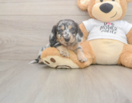5 week old Dachshund Puppy For Sale - Premier Pups 5 week old Dachshund Puppy For Sale - Premier Pups