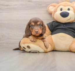 5 week old Dachshund Puppy For Sale - Premier Pups