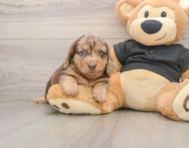 5 week old Dachshund Puppy For Sale - Premier Pups