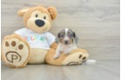 Cute Doxie Purebred Puppy