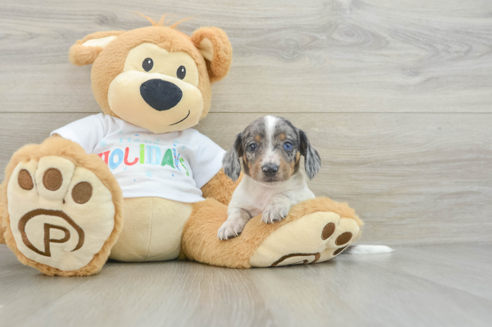 Cute Doxie Purebred Puppy