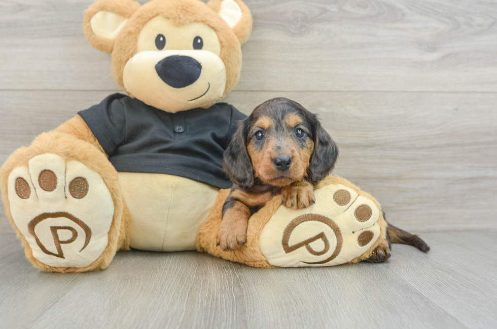 5 week old Dachshund Puppy For Sale - Premier Pups