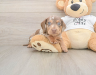5 week old Dachshund Puppy For Sale - Premier Pups