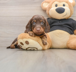 5 week old Dachshund Puppy For Sale - Premier Pups